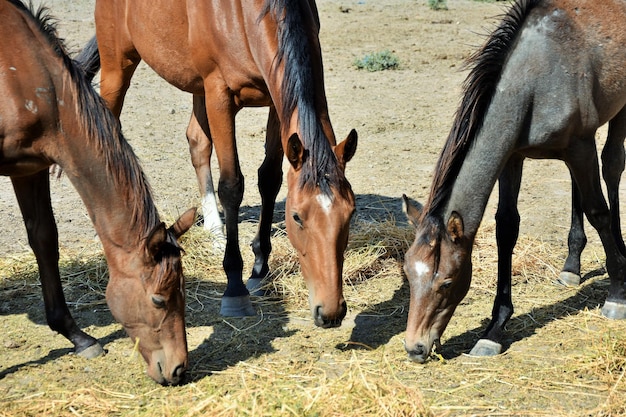 Horses