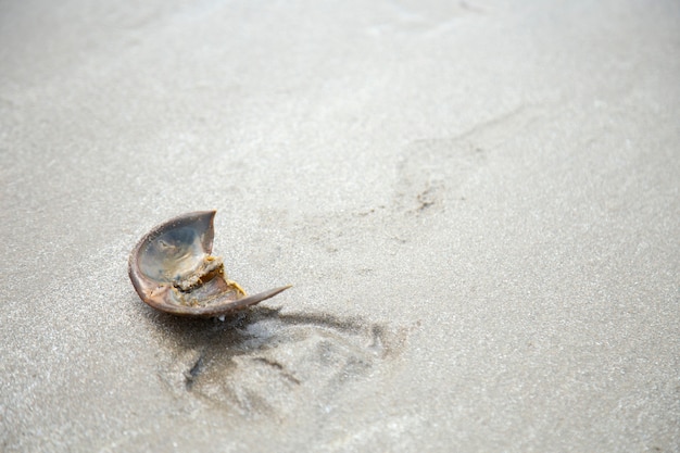 Photo horseshoe crab on sandy beach in thailand