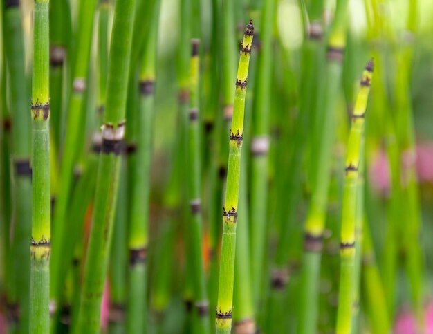 Photo horsetail plant closeup