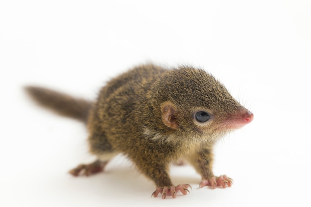 Javan Treeshrew Хорсфилда на белом фоне