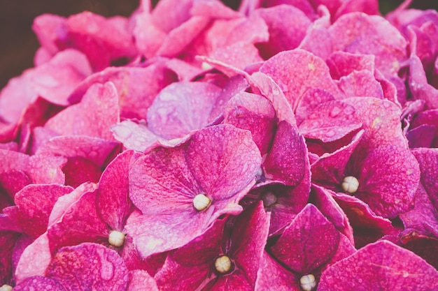 Hortensia bloeit in de ochtend en bedauwd Geschikt voor patronen