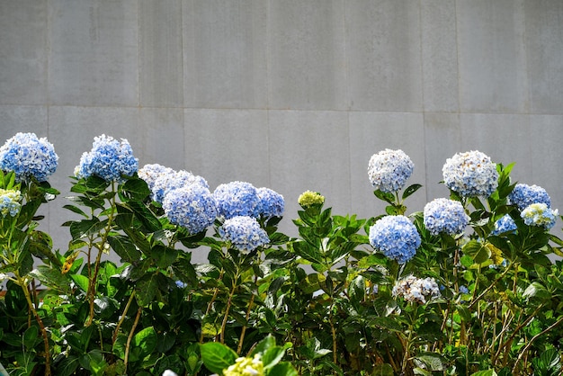 Hortensia bloeit in de stad Da Lat in Vietnam