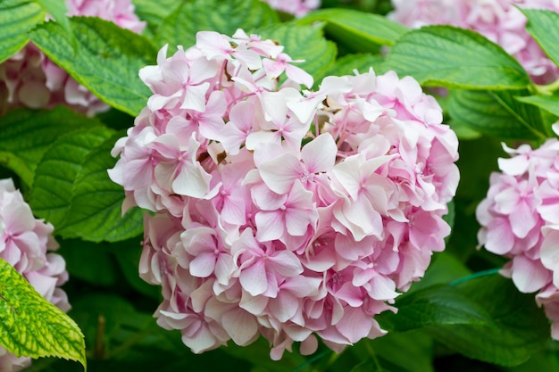 Hortensia bloeit in de tuin