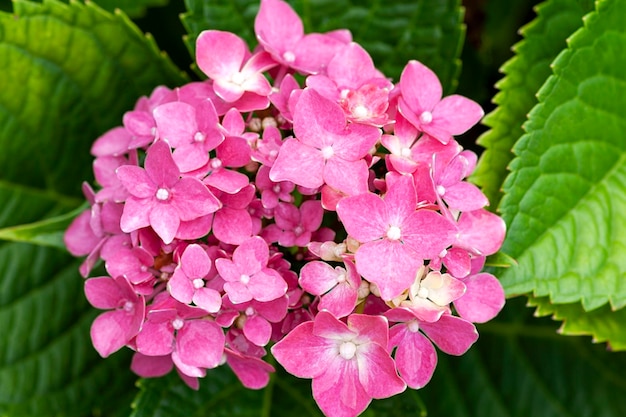 Hortensia bloem close up Bloeit in de tuin