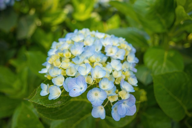 Hortensia bloemen bloeien in de tuin van Da Lat Dit is een plek om te bezoeken ecologische toeristentuin trekt ander toerisme naar de hooglanden Vietnam Natuur- en reisconcept Selectieve focus