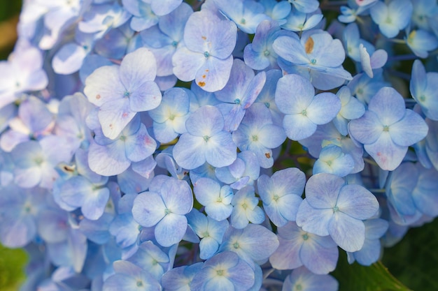 Hortensia bloemen bloeien in de tuin van Da Lat Dit is een plek om te bezoeken ecologische toeristentuin trekt ander toerisme naar de hooglanden Vietnam Natuur- en reisconcept Selectieve focus