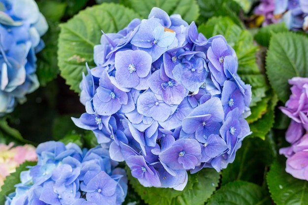 Hortensia 꽃, 수국 꽃, 배경입니다.