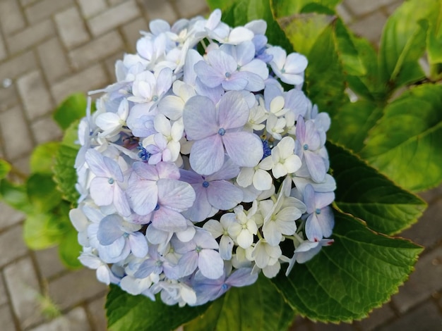 Photo hortensia flower hydrangea sp