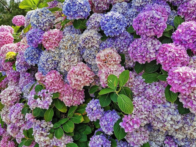 Foto fiori di hortensia