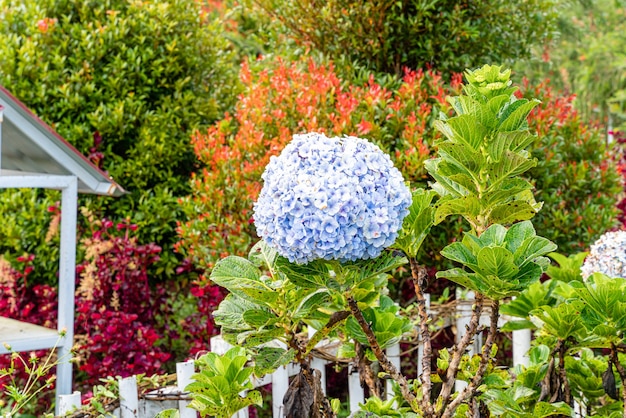 Hortensia gemeenschappelijke namen hortensia of hortensia Natuurlijke bloemen achtergrond lentebloemen