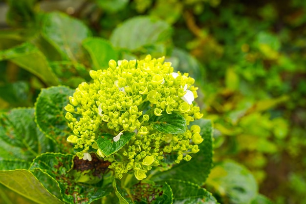 Hortensia gemeenschappelijke namen hortensia of hortensia