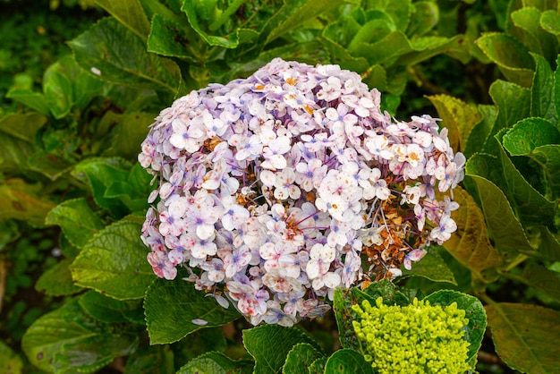 Hortensia gemeenschappelijke namen hortensia of hortensia