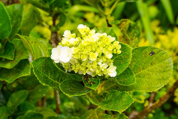 Hortensia gemeenschappelijke namen hortensia of hortensia