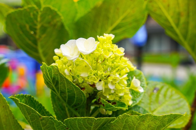 Hortensia gemeenschappelijke namen hortensia of hortensia