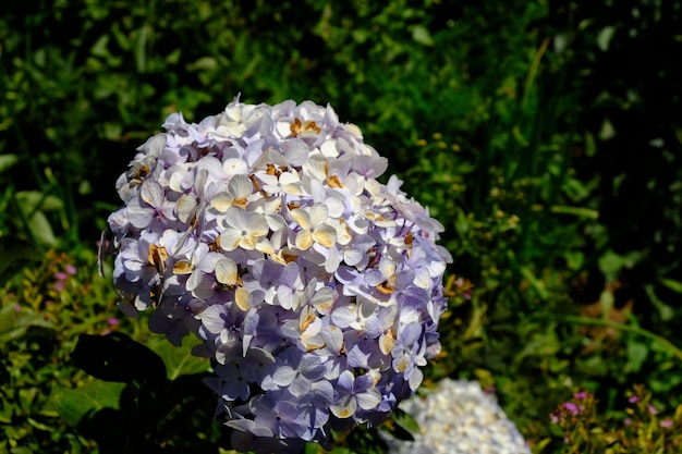 Hortensia, gewoonlijk de Hortensia genoemd. is een bloeiende plant die groeit in bergachtige gebieden.