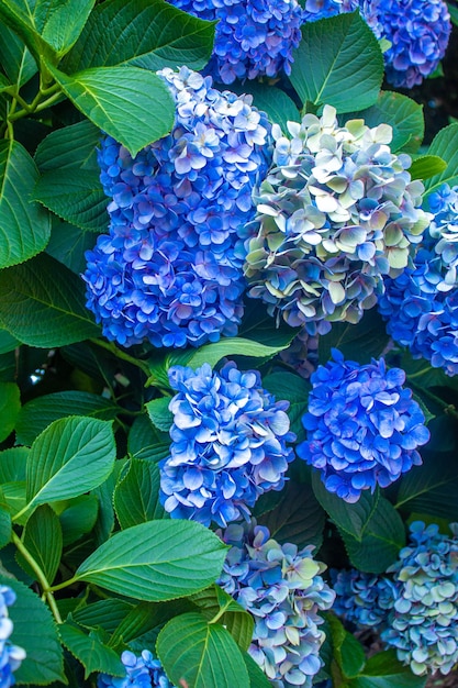 Hortensia grootbladig blauw Tuin Franse wildgroeiende struik selectieve aandacht