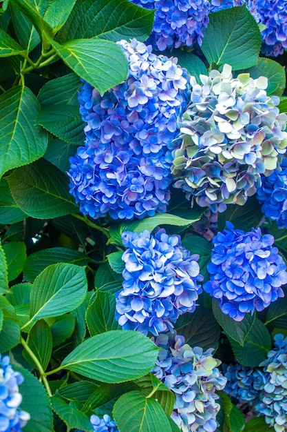 Hortensia grootbladig blauw Tuin Franse wildgroeiende struik selectieve aandacht