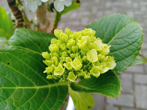 Photo hortensia hydrangea l