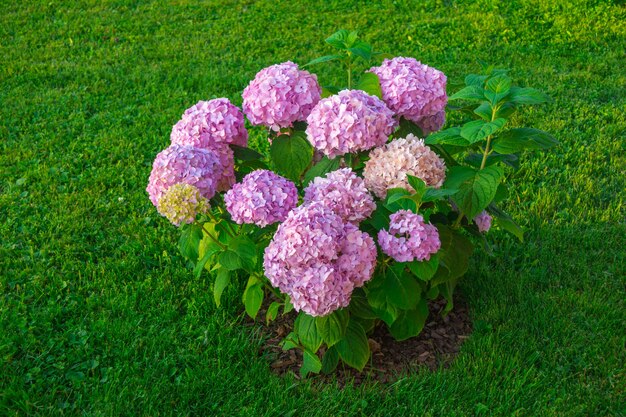 Hortensia in de tuin