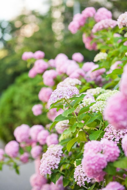 Hortensia is roze bloemen bloeien in de lente en zomer bij zonsondergang in de stadstuin.