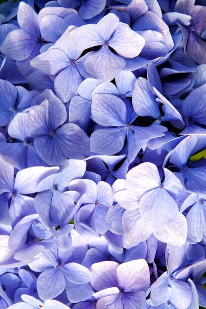 Hortensia met blauwe bloemblaadjes in Oban, Verenigd Koninkrijk. Hortensia bloem bloeien. Flora en natuur. Natuurlijke schoonheid. Bloemen achtergrond. Tuinieren en kuurtherapie. Natuurlijke schoonheid. Lente of zomer seizoen.