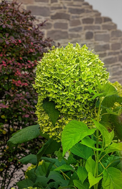 Hortensia met groene bloemblaadjes in de zomertuin