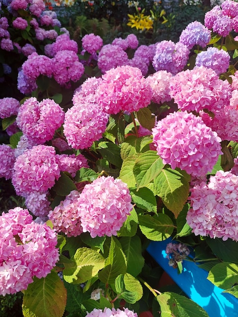 Foto hortensia roze bloemen