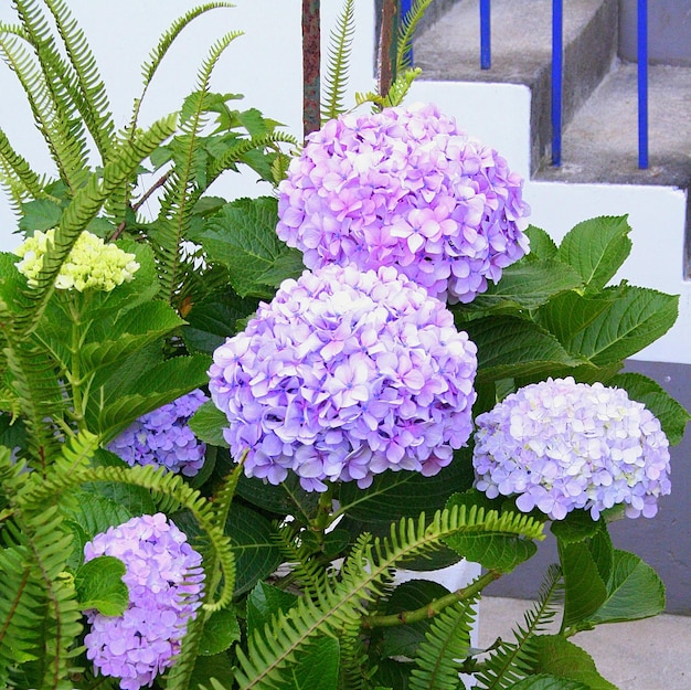 Foto hortensia's bloeien in de tuin