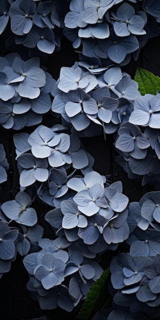 Hortensia's in blauw natuurgeïnspireerde macrofotografie op zwarte muur