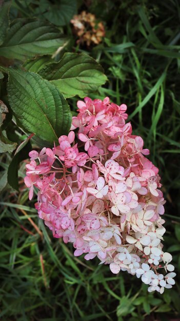 Hortensia tuin bloemen