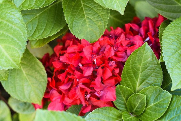 Hortensia valse bloem binnenkant van echte bladeren als decor in Vietnam