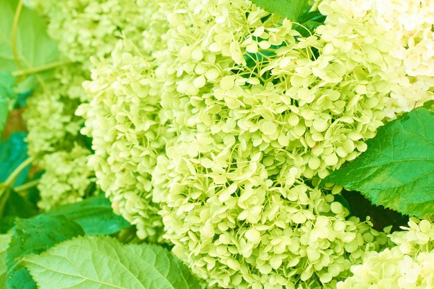 Hortensia whitelight groene hortensia bloemen Hortensia macrophylla bloemen en bladeren in de tuin