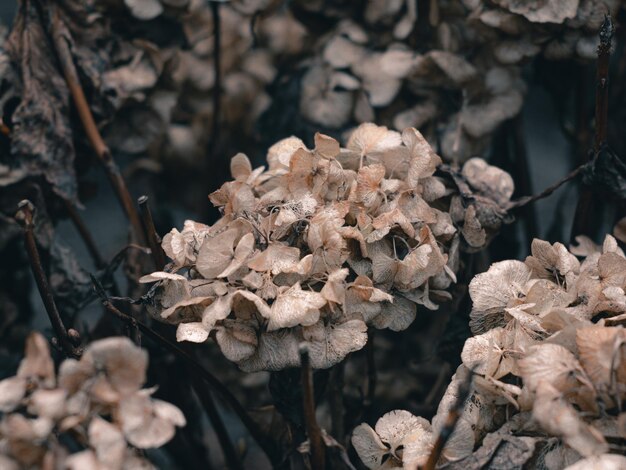 Photo hortensia in winter