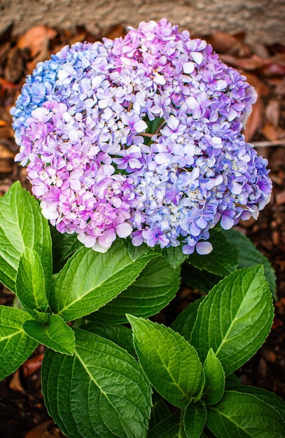 Foto hortensia