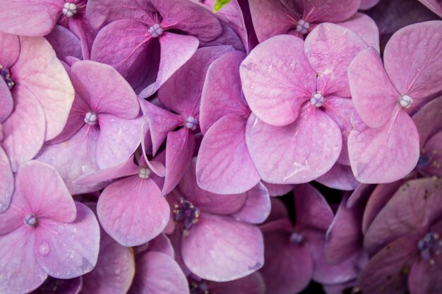 hortensia