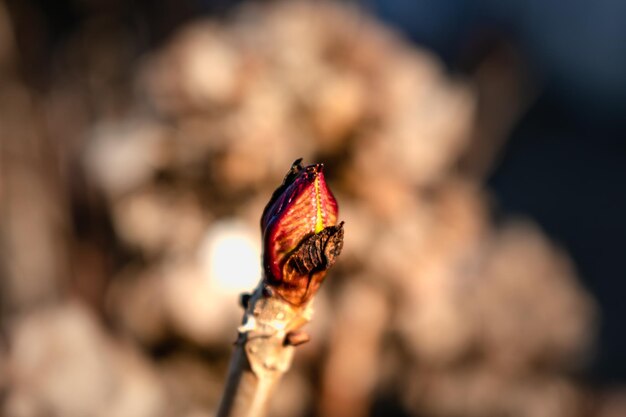 Hortensiabloem in de winter