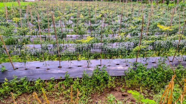 インドネシア の 園芸 の 緑 の チリ 栽培 システム は,プラスチック の マルチ を 用い て い ます