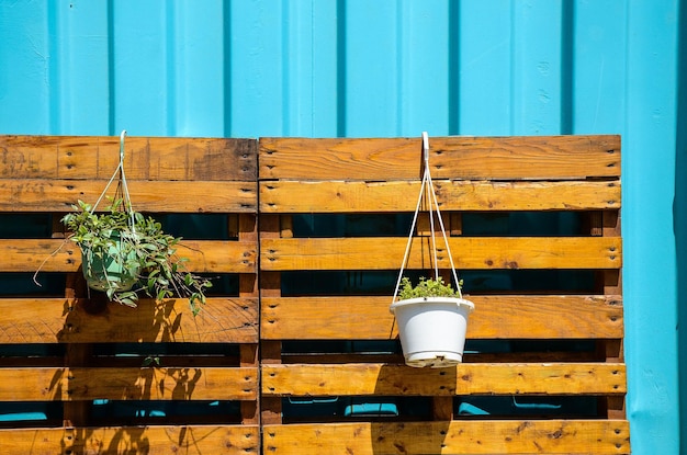 Horticultural potted plants