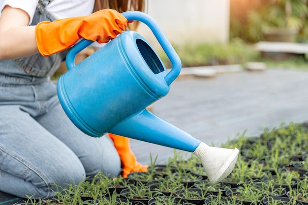 horticulturist using the blue watering can to give the water to a lot of small sprouts in the pot