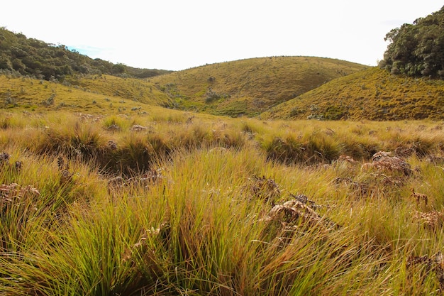 Horton Plains National Park Sri Lanka cold morning grass background