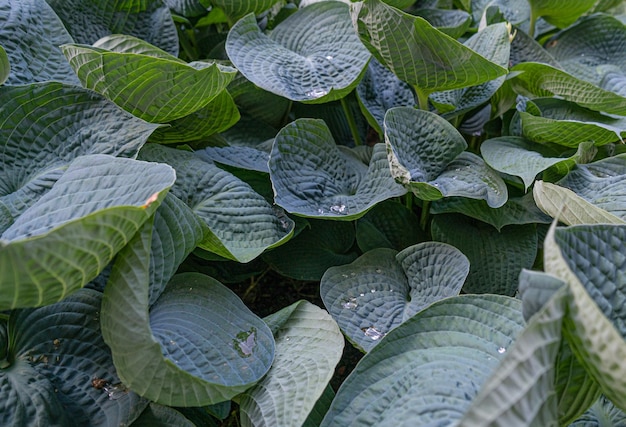 Hosta Bladeren Textuur Achtergrond Hosta Blad Natuur Patroon Funkia Big Daddy Bladeren Weegbree Lelies Sieboldiana Elegans Mooi Gebladerte