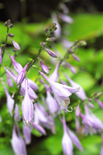 Hosta bloemen