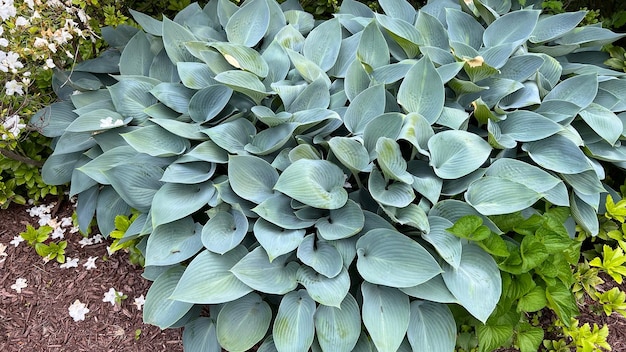 Hosta geurige blauwe hosta Canadese blauw blauwe hosta plant