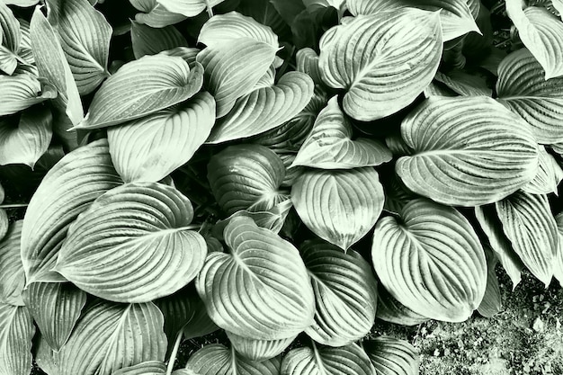 Hosta is a genus of perennial herbaceous plants in the family Asparagus Large hosta leaves floral