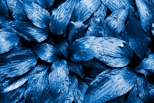 Hosta lancifolia leaves