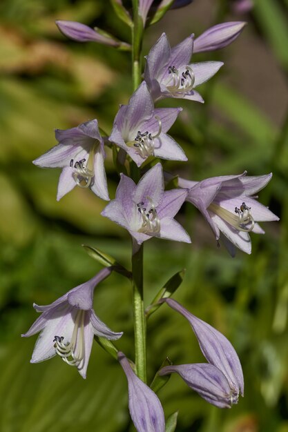 Hosta lat Hosta is een geslacht van meerjarige kruidachtige planten van de Asparagus-familie