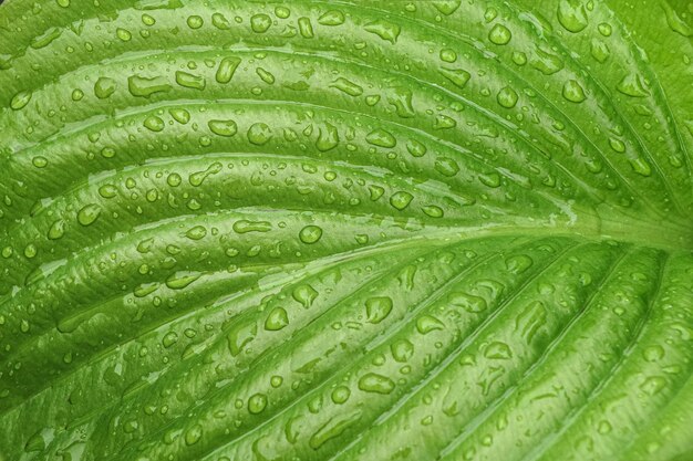 hosta leaf