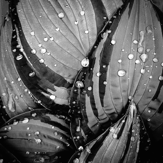 비가 내린 후 호스타 잎
