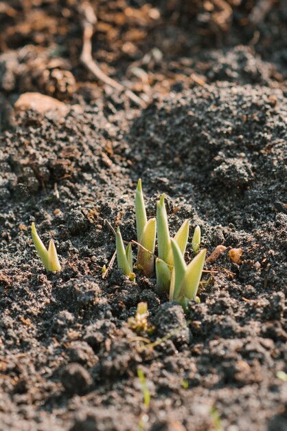 Hosta ontspruit in de tuin in het voorjaar