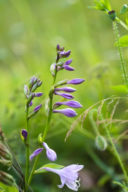 Hosta plant in flowering season Blue Mouse Ears purple flowers